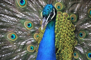 Background-Bird